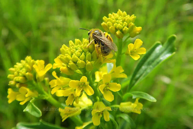 bee on American winter-cress (Barbarea orthoceras) [above Rowena Dell, Wasco County, Oregon]