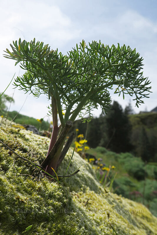 Columbia desert parsley (Lomatium columbianum) [above Rowena Dell, Wasco County, Oregon]