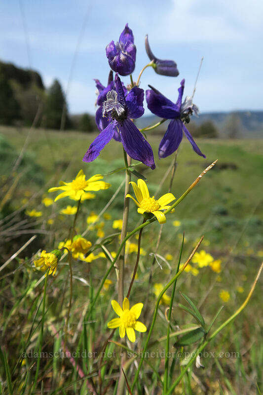 larkspur & gold stars (Delphinium nuttallianum, Crocidium multicaule) [above Rowena Dell, Wasco County, Oregon]
