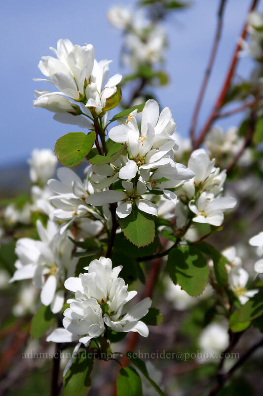 serviceberry blossoms (Amelanchier alnifolia) [above Rowena Dell, Wasco County, Oregon]