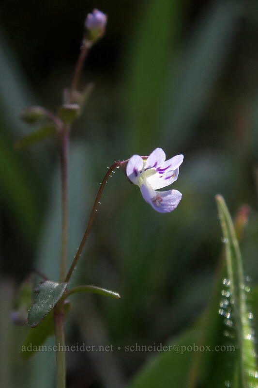 small-flowered tonella (Tonella tenella) [above Rowena Dell, Wasco County, Oregon]