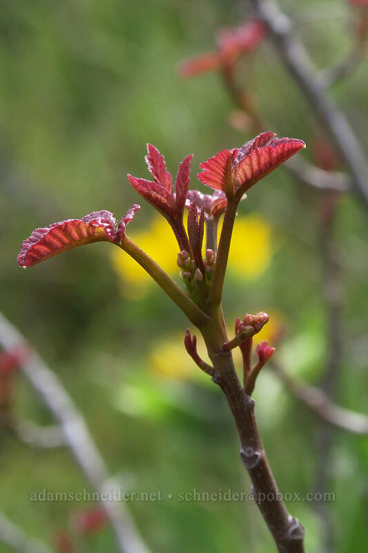 poison-oak leaves (Toxicodendron diversilobum (Rhus diversiloba)) [above Rowena Dell, Wasco County, Oregon]
