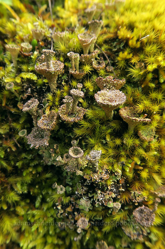 cup lichen (Cladonia sp.) [above Rowena Dell, Wasco County, Oregon]