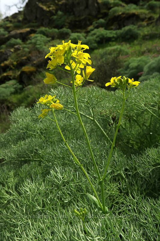 field mustard (Brassica rapa) [above Rowena Dell, Wasco County, Oregon]