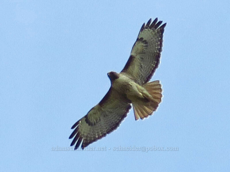 red-tailed hawk (Buteo jamaicensis) [above Rowena Dell, Wasco County, Oregon]