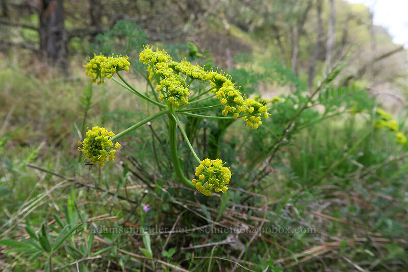 pungent desert parsley (Lomatium papilioniferum (Lomatium grayi)) [above Rowena Dell, Wasco County, Oregon]