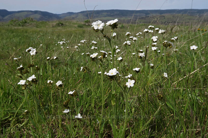 popcorn flower (Plagiobothrys sp.) [Rowena Plateau, Wasco County, Oregon]