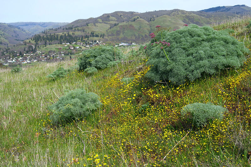 gold stars & Columbia desert parsley (Crocidium multicaule, Lomatium columbianum) [Rowena Plateau, Wasco County, Oregon]
