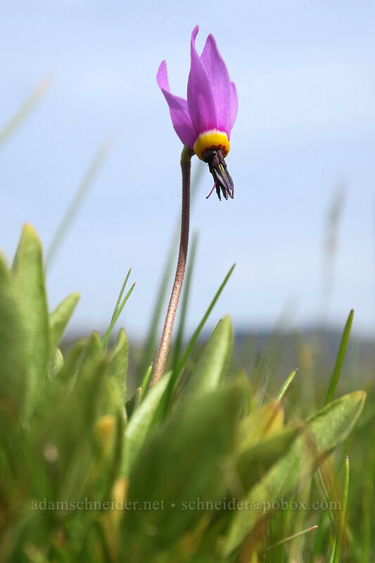 poet's shooting star (Dodecatheon poeticum (Primula poetica)) [Rowena Plateau, Wasco County, Oregon]