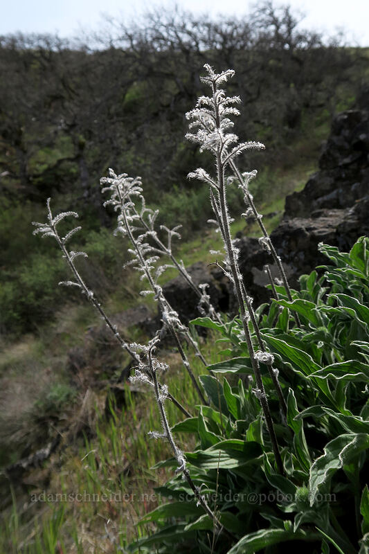 last year's phacelia stalks (Phacelia hastata) [Rowena Plateau, Wasco County, Oregon]