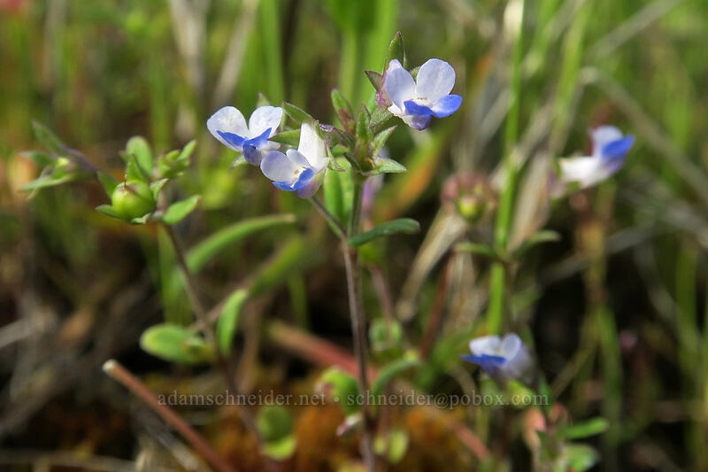 small-flowered blue-eyed-Mary (Collinsia parviflora) [Rowena Dell, Wasco County, Oregon]