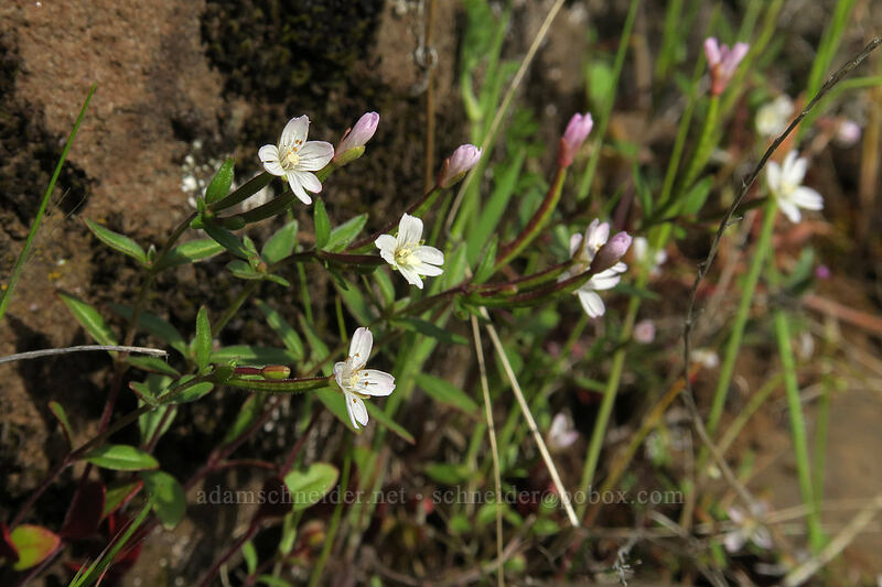 small-flowered willow-herb (Epilobium minutum) [Rowena Plateau, Wasco County, Oregon]