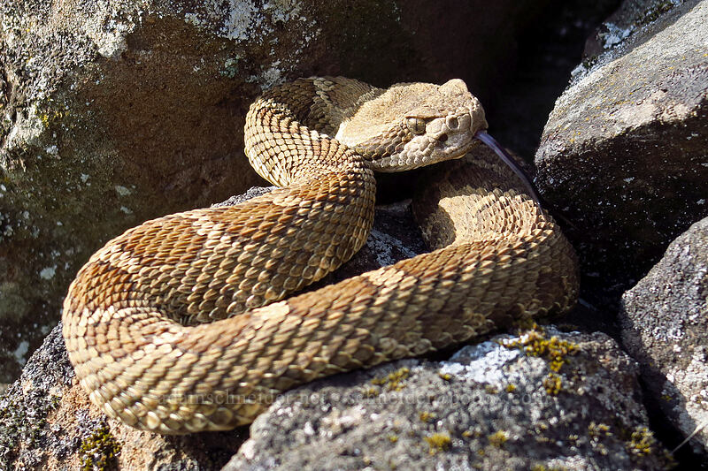 northern Pacific rattlesnake (Crotalus oreganus oreganus) [Rowena Plateau, Wasco County, Oregon]