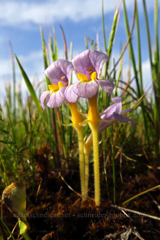 naked broomrape (Aphyllon purpureum (Orobanche uniflora)) [Rowena Plateau, Wasco County, Oregon]