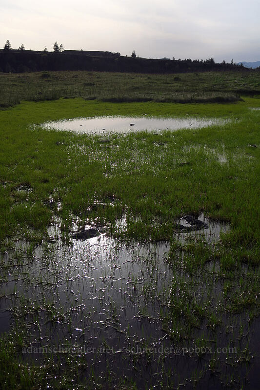 vernal pool [Rowena Plateau, Wasco County, Oregon]
