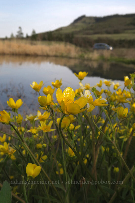 buttercups (Ranunculus occidentalis) [Dell Road, Wasco County, Oregon]