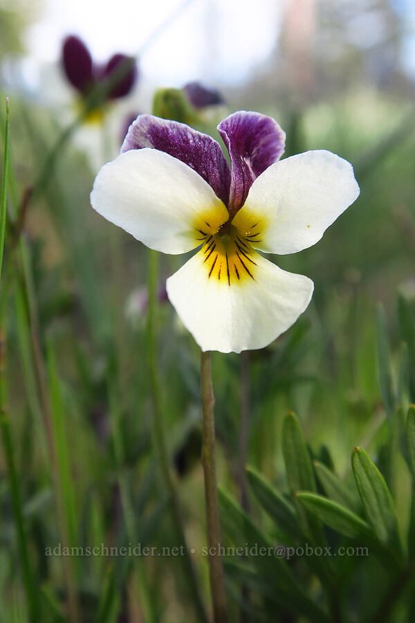 Oregon violet (Viola hallii) [Rough and Ready State Natural Site, Josephine County, Oregon]