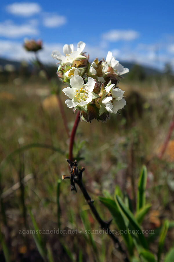 Josephine horkelia (Horkelia congesta ssp. nemorosa) [Rough and Ready State Natural Site, Josephine County, Oregon]