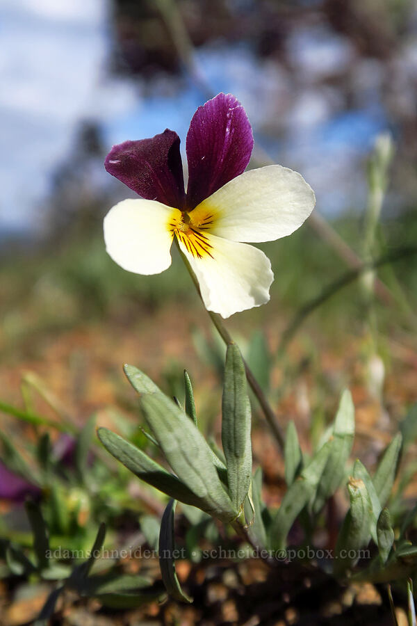 Oregon violet (Viola hallii) [Rough and Ready ACEC, Josephine County, Oregon]