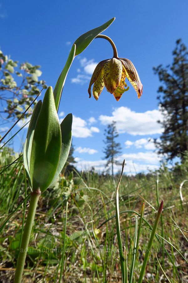 checker lily (Fritillaria affinis) [Rough and Ready ACEC, Josephine County, Oregon]