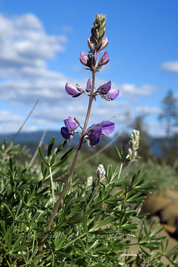 lupine (Lupinus sp.) [Rough and Ready ACEC, Josephine County, Oregon]