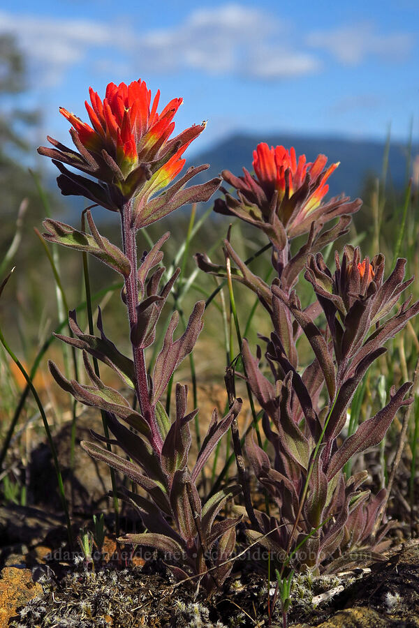 short-lobed paintbrush (Castilleja brevilobata (Castilleja hispida ssp. brevilobata)) [Rough and Ready ACEC, Josephine County, Oregon]