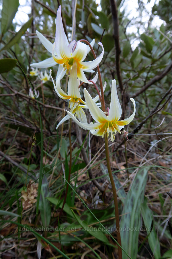 lemon fawn lilies (Erythronium citrinum) [Rough and Ready Preserve, Josephine County, Oregon]
