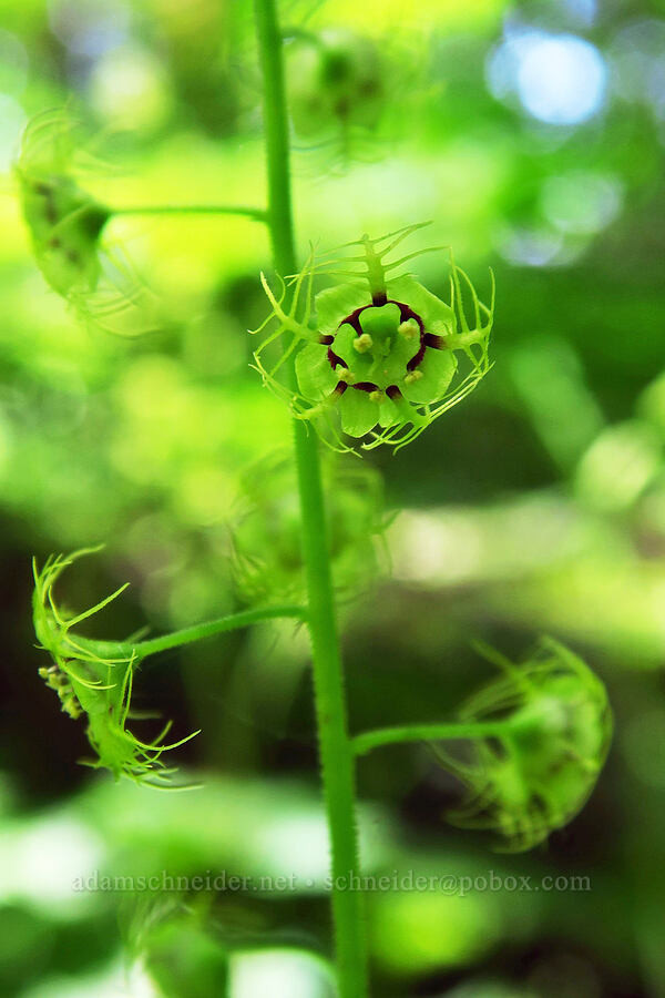 leafy-stem mitrewort (Mitellastra caulescens (Mitella caulescens)) [Archer Mountain, Skamania County, Washington]