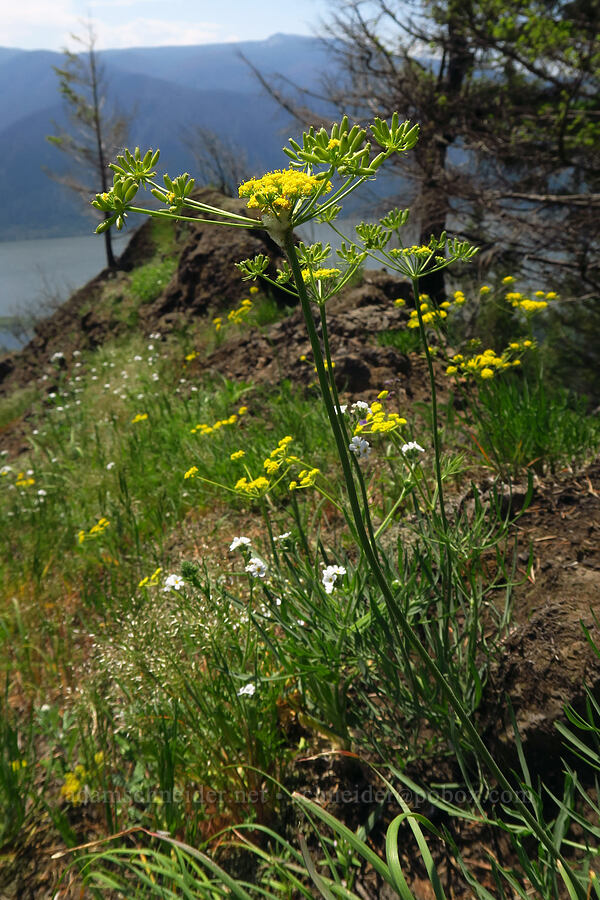 nine-leaf desert parsley (Lomatium triternatum) [Arrow Point, Gifford Pinchot National Forest, Skamania County, Washington]