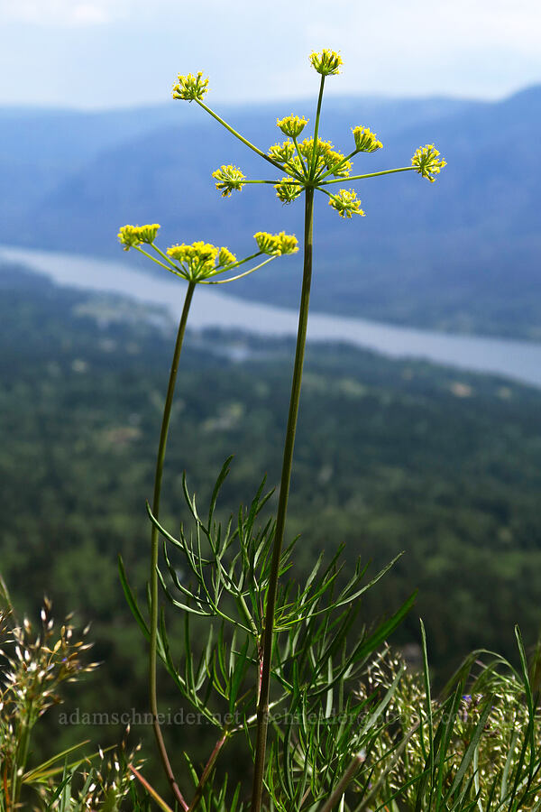 nine-leaf desert parsley (Lomatium triternatum) [Archer Mountain, Skamania County, Washington]