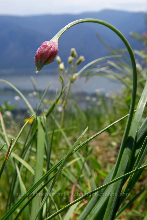 nodding onion, budding (Allium cernuum) [Archer Mountain, Skamania County, Washington]