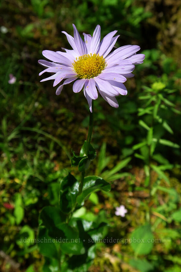 Howell's daisy (Erigeron howellii (Erigeron salsuginosus var. howellii)) [Archer Mountain, Gifford Pinchot National Forest, Skamania County, Washington]