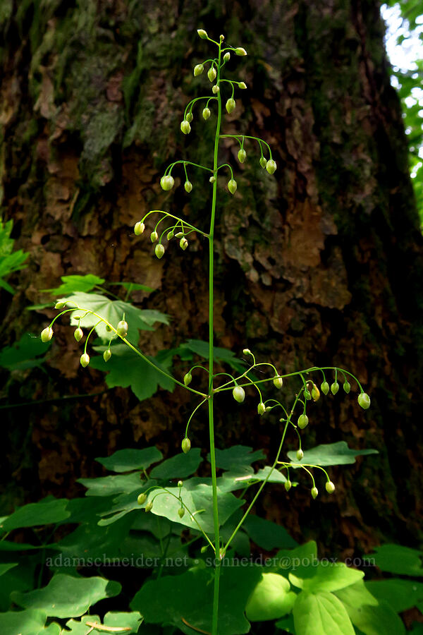 inside-out flower, budding (Vancouveria hexandra) [Archer Mountain, Gifford Pinchot National Forest, Skamania County, Washington]