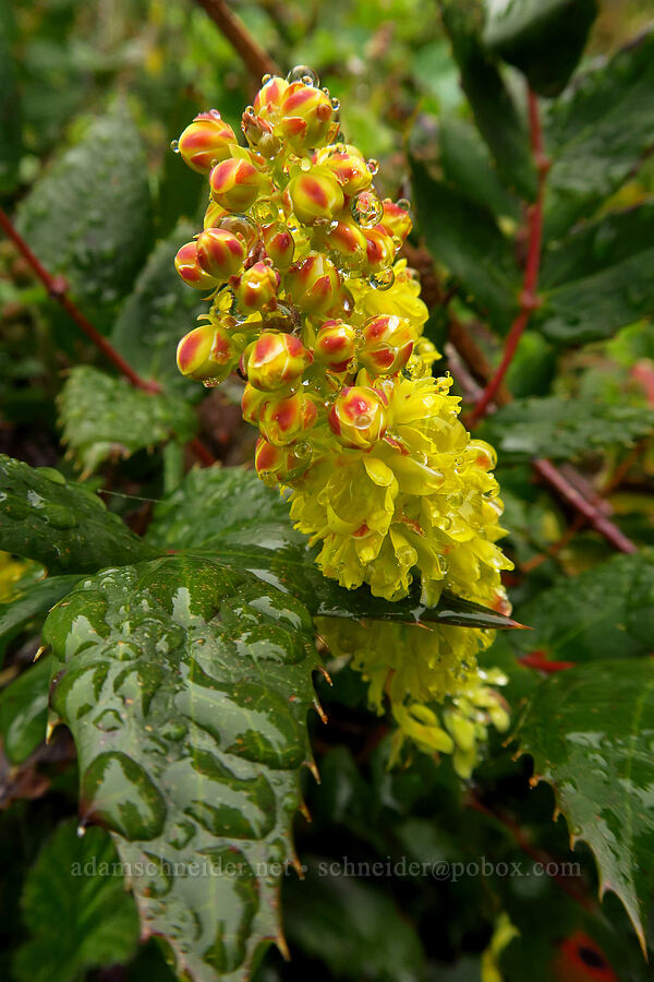 Oregon-grape flowers (Mahonia aquifolium (Berberis aquifolium)) [Angora Peak Trail, Clatsop County, Oregon]