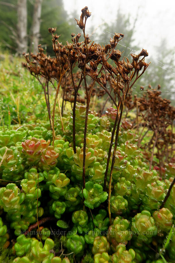 Oregon stonecrop (with last year's flowers) (Sedum oreganum) [Angora Peak Trail, Clatsop County, Oregon]