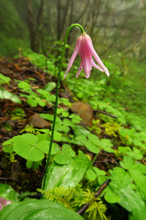 pink fawn lily (Erythronium revolutum) [Angora Peak Trail, Clatsop County, Oregon]