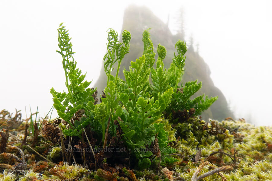 American rock-brake fern (Cryptogramma acrostichoides) [Angora Peak summit, Clatsop County, Oregon]