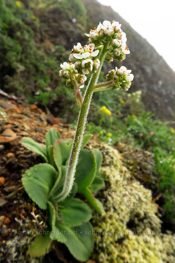Saddle Mountain saxifrage (Micranthes hitchcockiana (Saxifraga latipetiolata)) [Angora Peak summit, Clatsop County, Oregon]