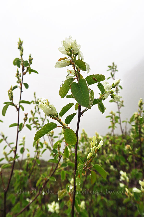 serviceberry flowers (Amelanchier alnifolia) [Angora Peak summit, Clatsop County, Oregon]