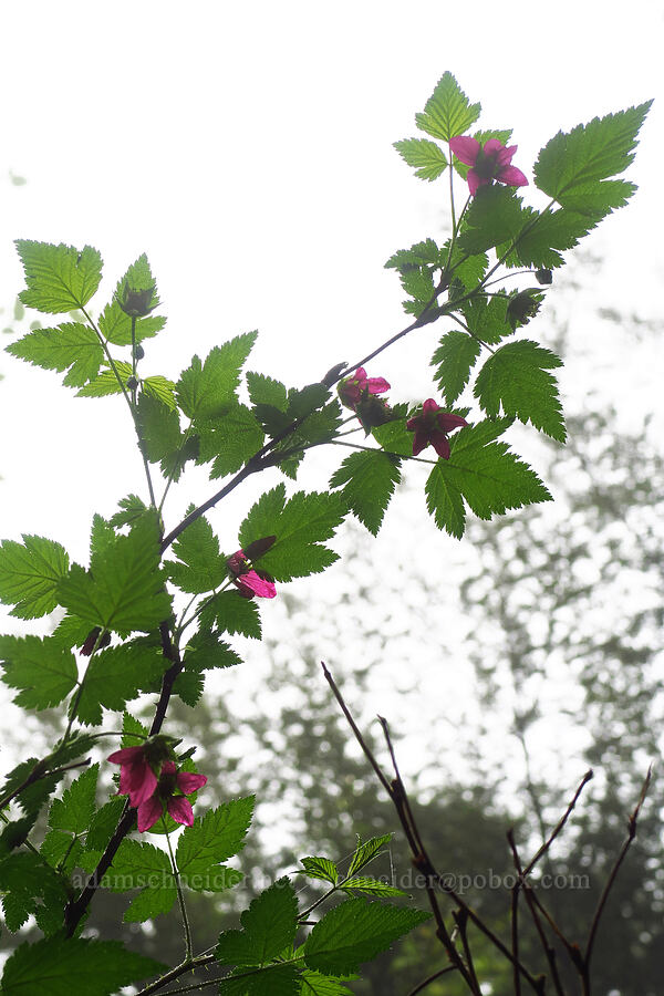 salmonberry flowers (Rubus spectabilis) [Angora Peak Trail, Clatsop County, Oregon]