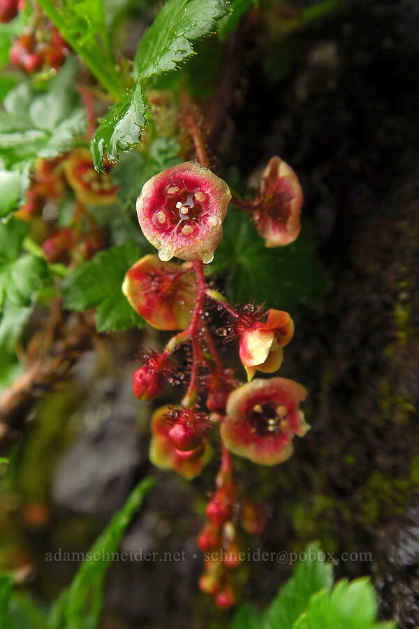 prickly currant (Ribes lacustre) [Angora Peak Trail, Clatsop County, Oregon]