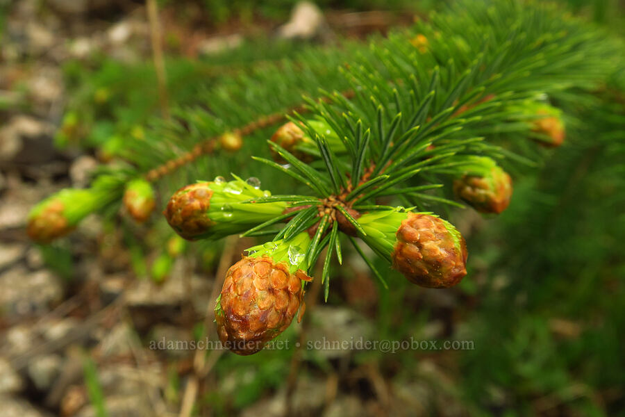 Sitka spruce (Picea sitchensis) [Angora Peak Trail, Clatsop County, Oregon]