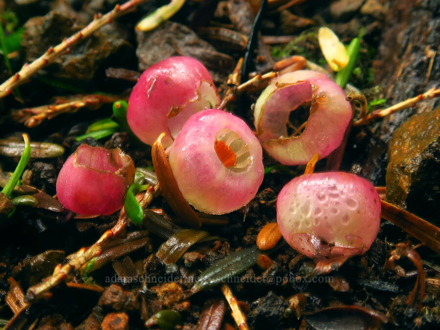 fallen huckleberry flowers (Vaccinium ovalifolium) [Angora Peak Trail, Clatsop County, Oregon]