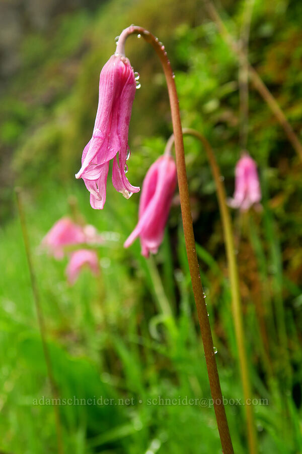 pink fawn lily (Erythronium revolutum) [Angora Peak Trail, Clatsop County, Oregon]