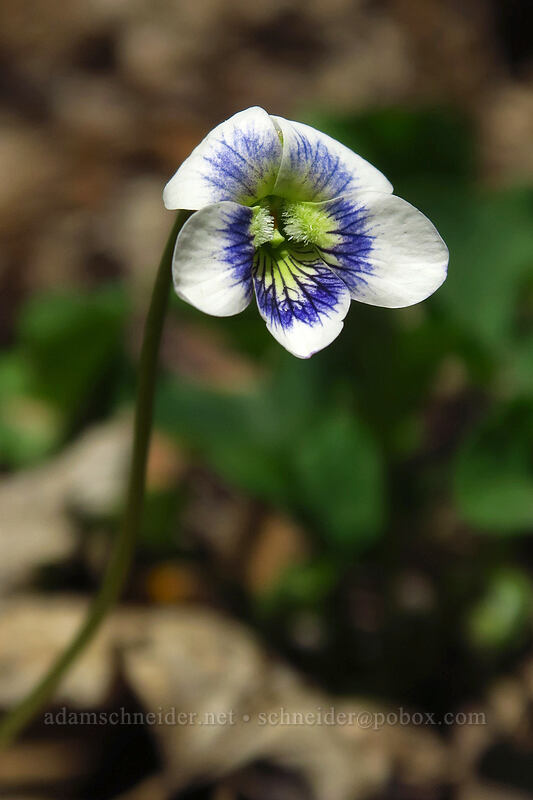 Confederate violet (Viola sororia priceana) [Eloise Butler Wildflower Garden, Minneapolis, Hennepin County, Minnesota]