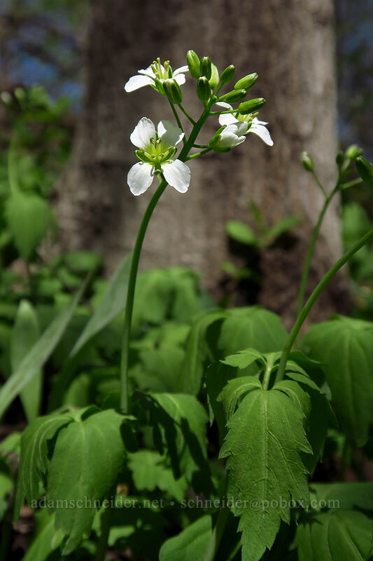 two-leaf toothwort (crinkleroot) (Cardamine diphylla) [Eloise Butler Wildflower Garden, Minneapolis, Hennepin County, Minnesota]