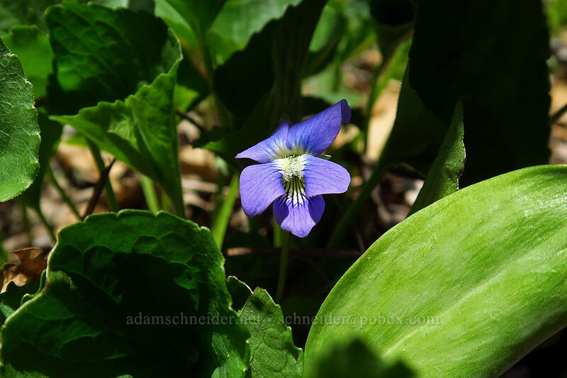 common blue violet (Viola sororia) [Eloise Butler Wildflower Garden, Minneapolis, Hennepin County, Minnesota]