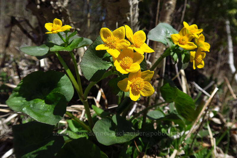 yellow marsh-marigolds (Caltha palustris) [Eloise Butler Wildflower Garden, Minneapolis, Hennepin County, Minnesota]