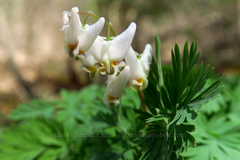 Dutchman's breeches (Dicentra cucullaria) [Eloise Butler Wildflower Garden, Minneapolis, Hennepin County, Minnesota]
