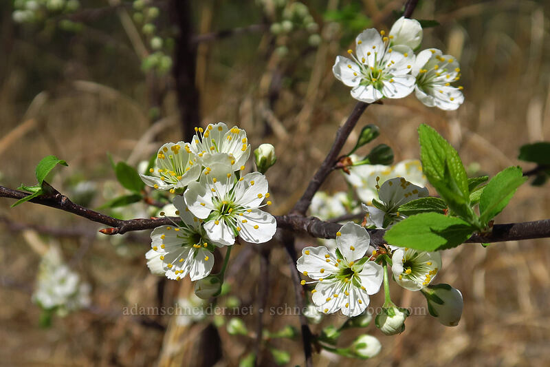 wild plum blossoms (Prunus americana) [Eloise Butler Wildflower Garden, Minneapolis, Hennepin County, Minnesota]